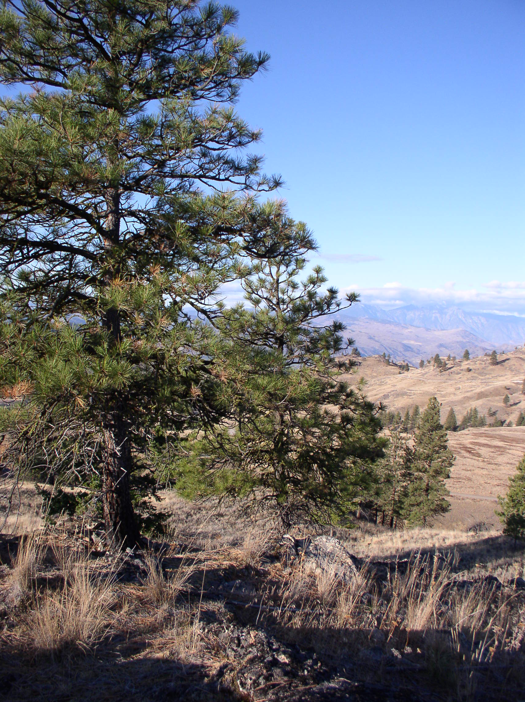 Gipson-Harris 013.JPG Gipson-Harris 013.JPG