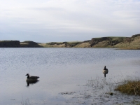 duck hunt Nov 10 2012 015.JPG