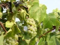 Kathy Kevin Aug 06 011.jpg Kathy Kevin Aug 06 011.jpg