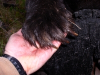 ewa, bear et al 041.JPG ewa, bear et al 041.JPG