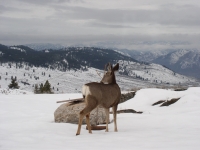 cabin March 1 \'09 007.JPG