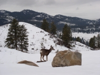 cabin March 1 \'09 005.JPG