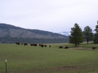 Cabin April 09 007.JPG