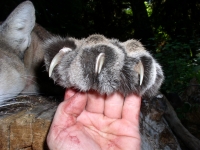 Elk hunting Sept 2011 015.JPG