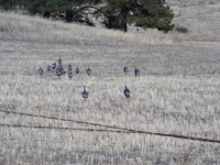 Deer Hunting 06 003.jpg