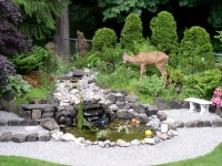 Deer 005.jpg Deer 005.jpg