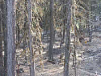 cabin march 18 08 018.jpg