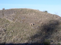 Spring Turkey 07 011.jpg