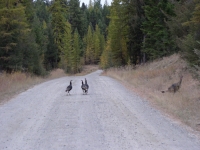 Oct 15 2012 Cabin etal 072.JPG