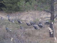 Oct 15 2012 Cabin etal 071.JPG