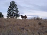 Oct 15 2012 Cabin etal 070.JPG Oct 15 2012 Cabin etal 070.JPG