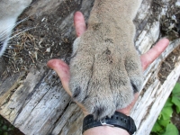 Elk hunting Sept 2011 010.JPG Elk hunting Sept 2011 010.JPG