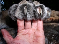 Elk hunting Sept 2011 009.JPG