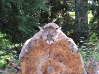 Elk hunting Sept 2011 005.JPG Elk hunting Sept 2011 005.JPG