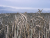 ewa, bear et al 054.JPG